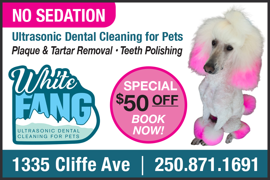 White Fang Dental